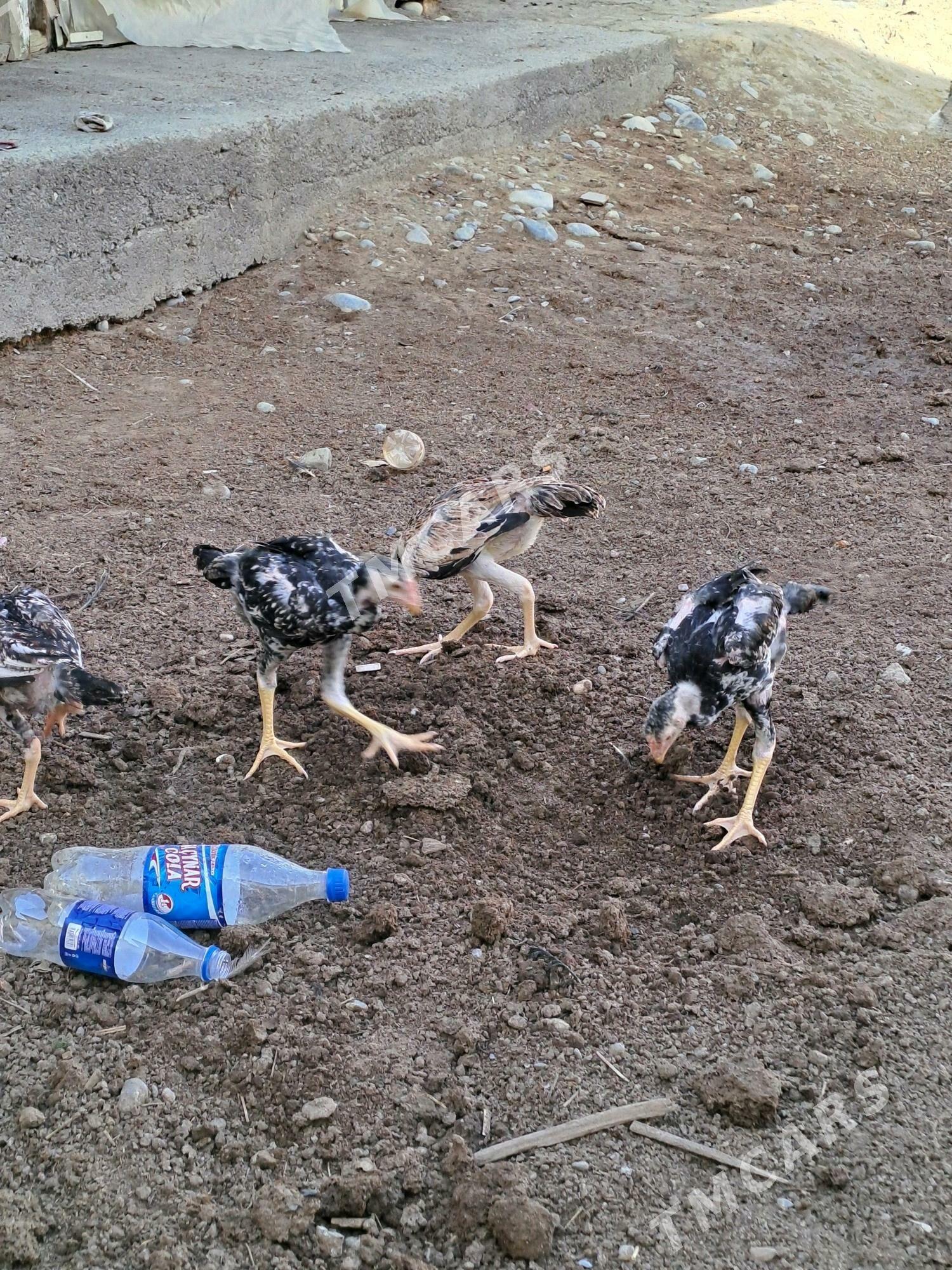 Taskent juje - Büzmeýin - img 2