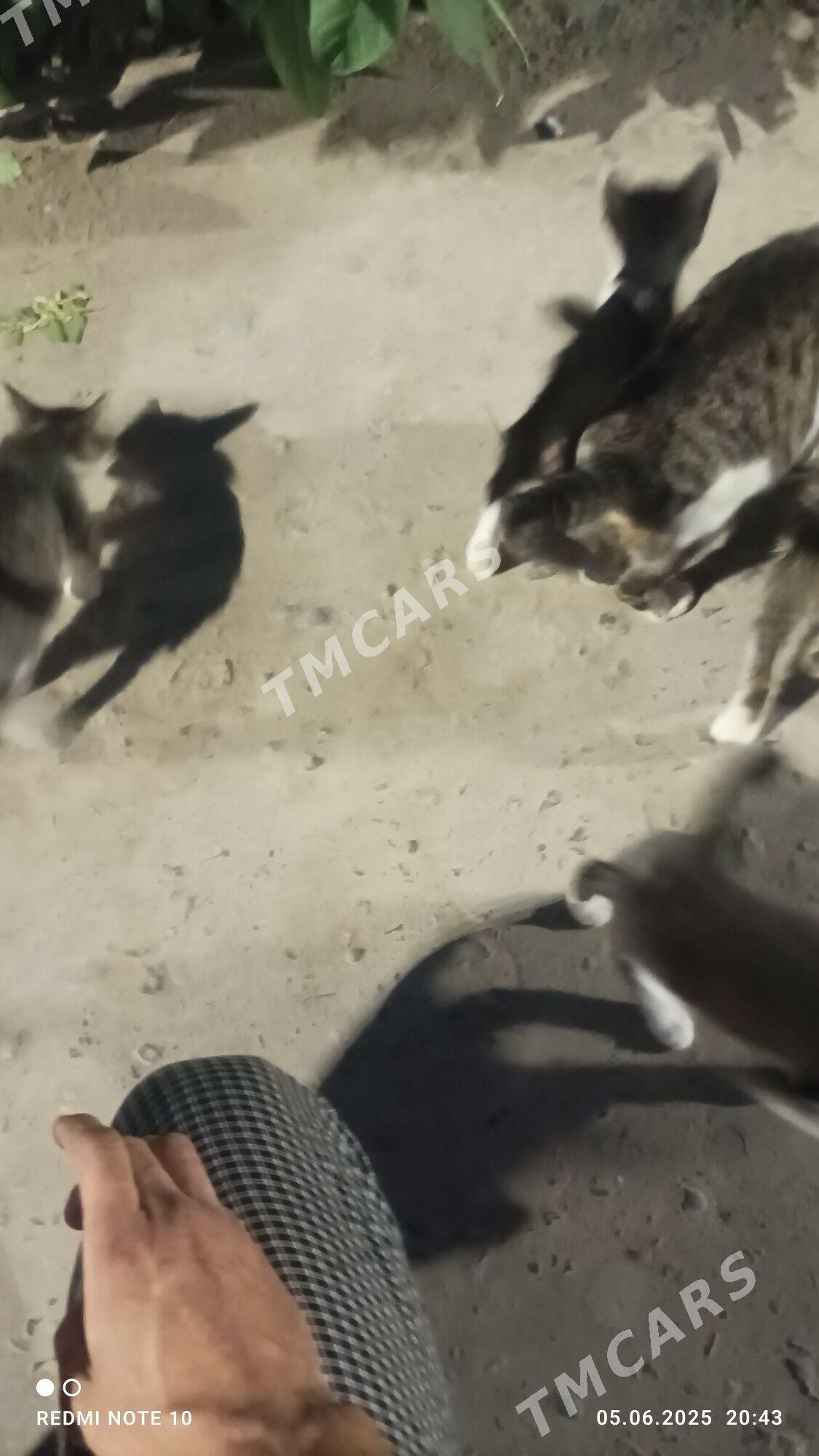Котята в добрые руки - Türkmenabat - img 3