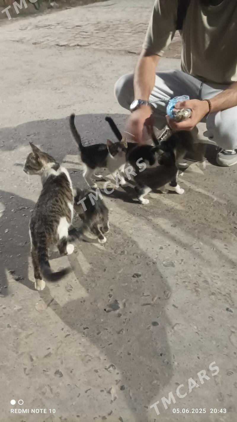 Котята в добрые руки - Türkmenabat - img 2