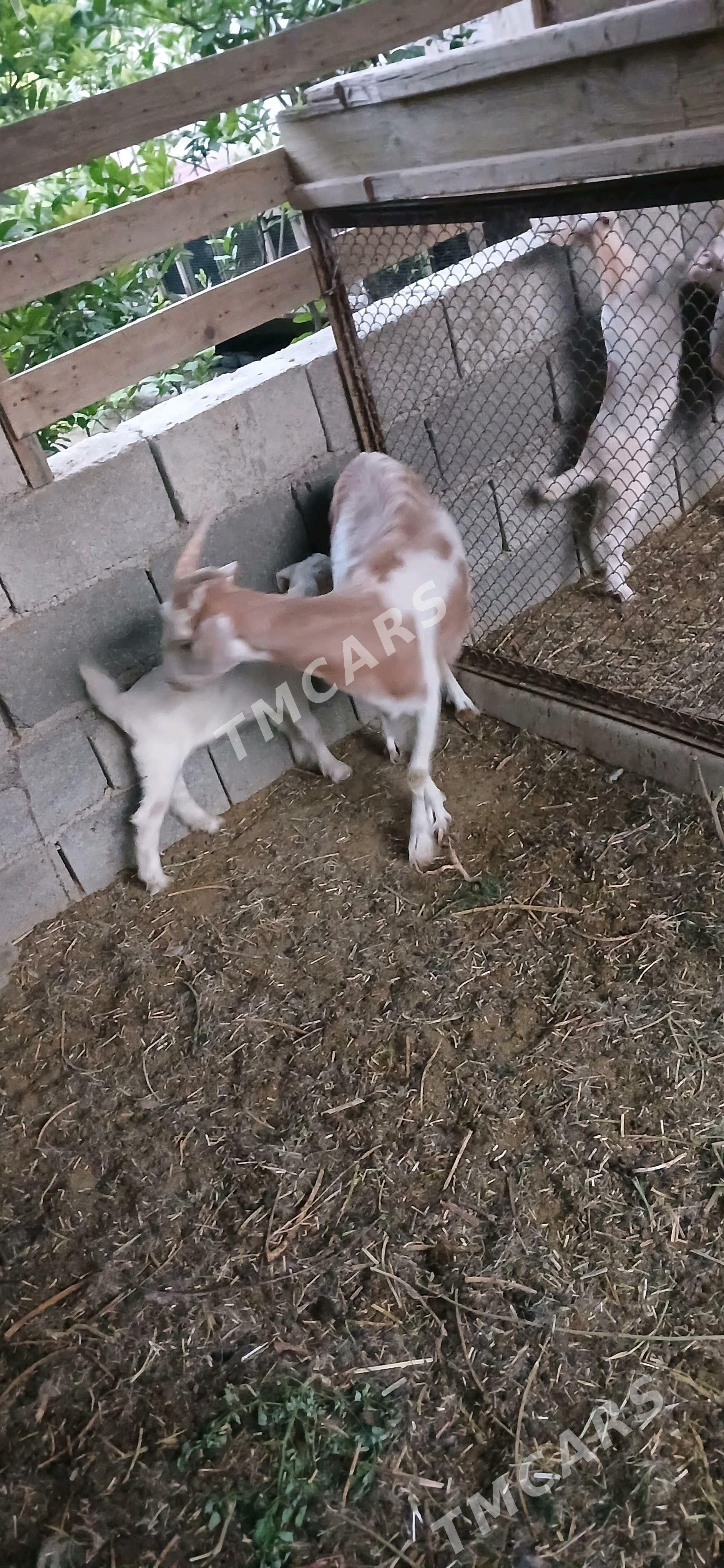 sanen geci sutlek 4ş - Гёкдепе - img 2