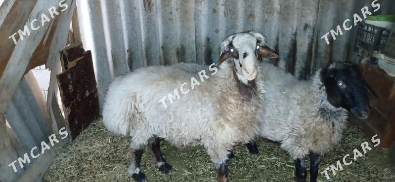 Mallar - Ak bugdaý etraby - img 2
