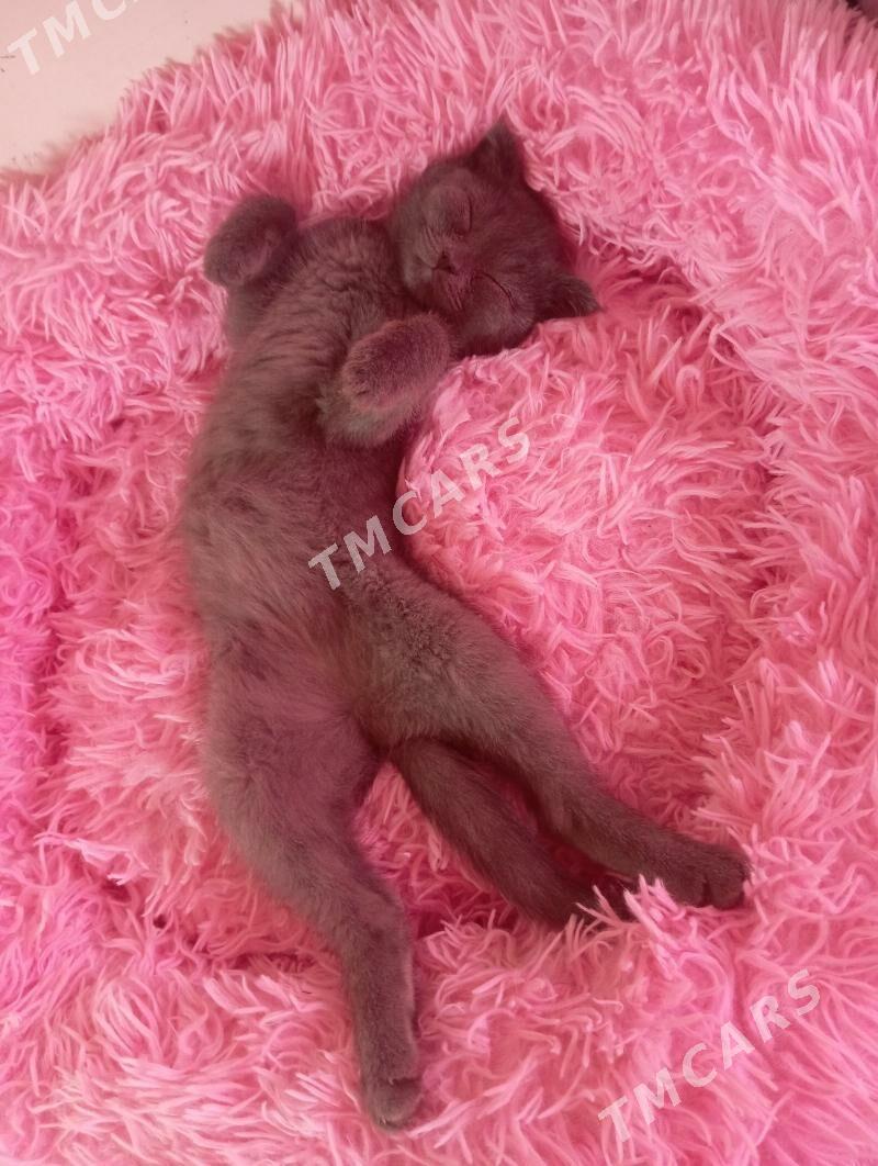 Котёнок - Мары - img 2