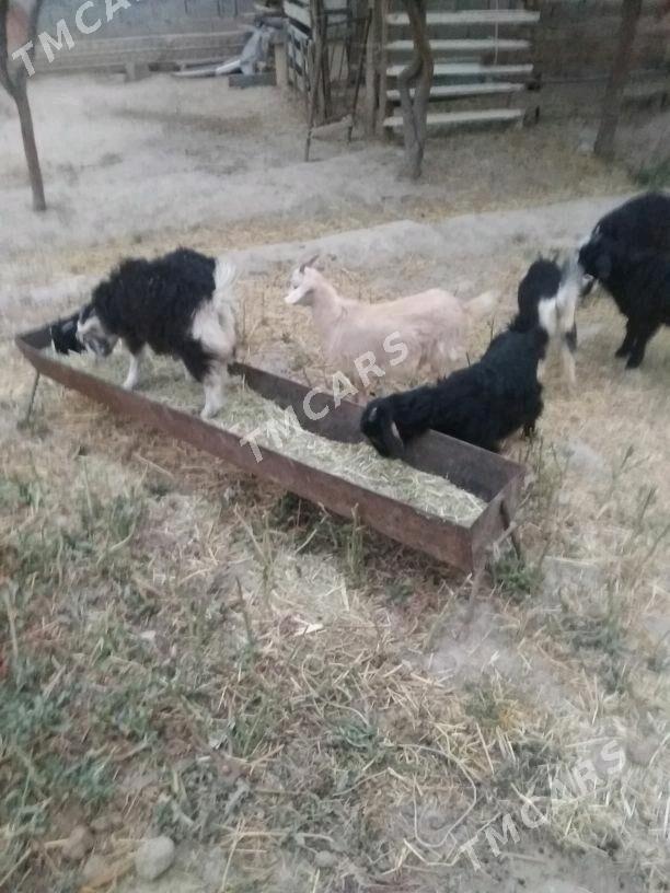 çewyş - Bäherden - img 3