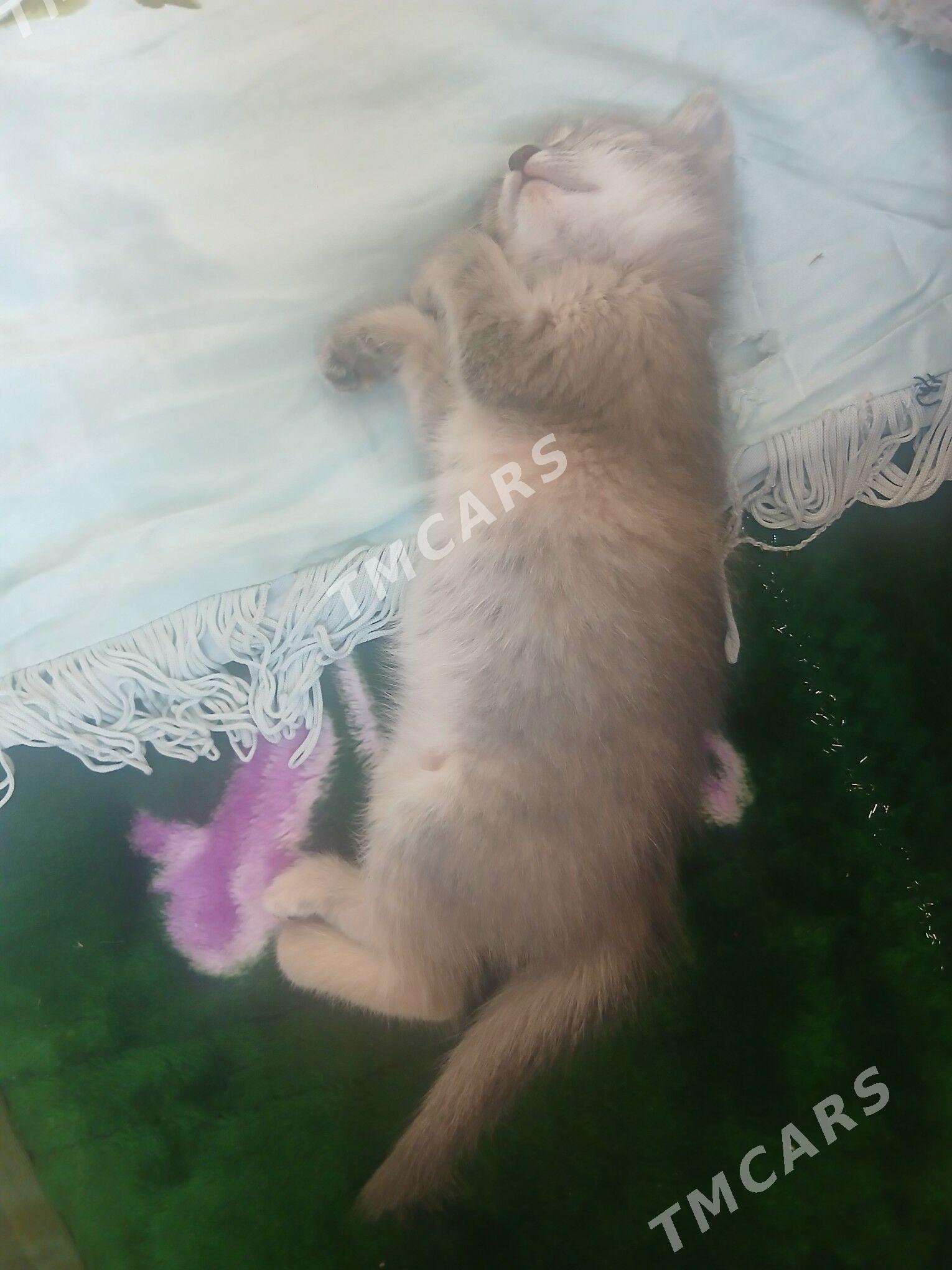 кошки - Büzmeýin GRES - img 2