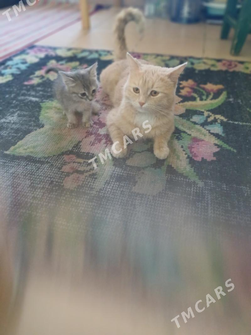 кошки - Büzmeýin GRES - img 3
