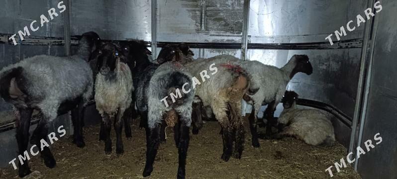 issek goyun - Aşgabat - img 6