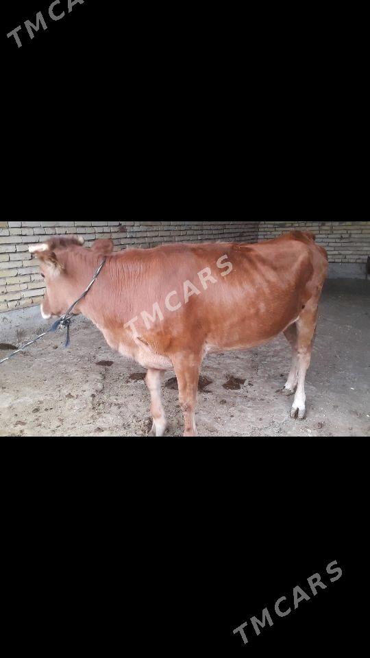 Gulajyn - Murgap - img 1