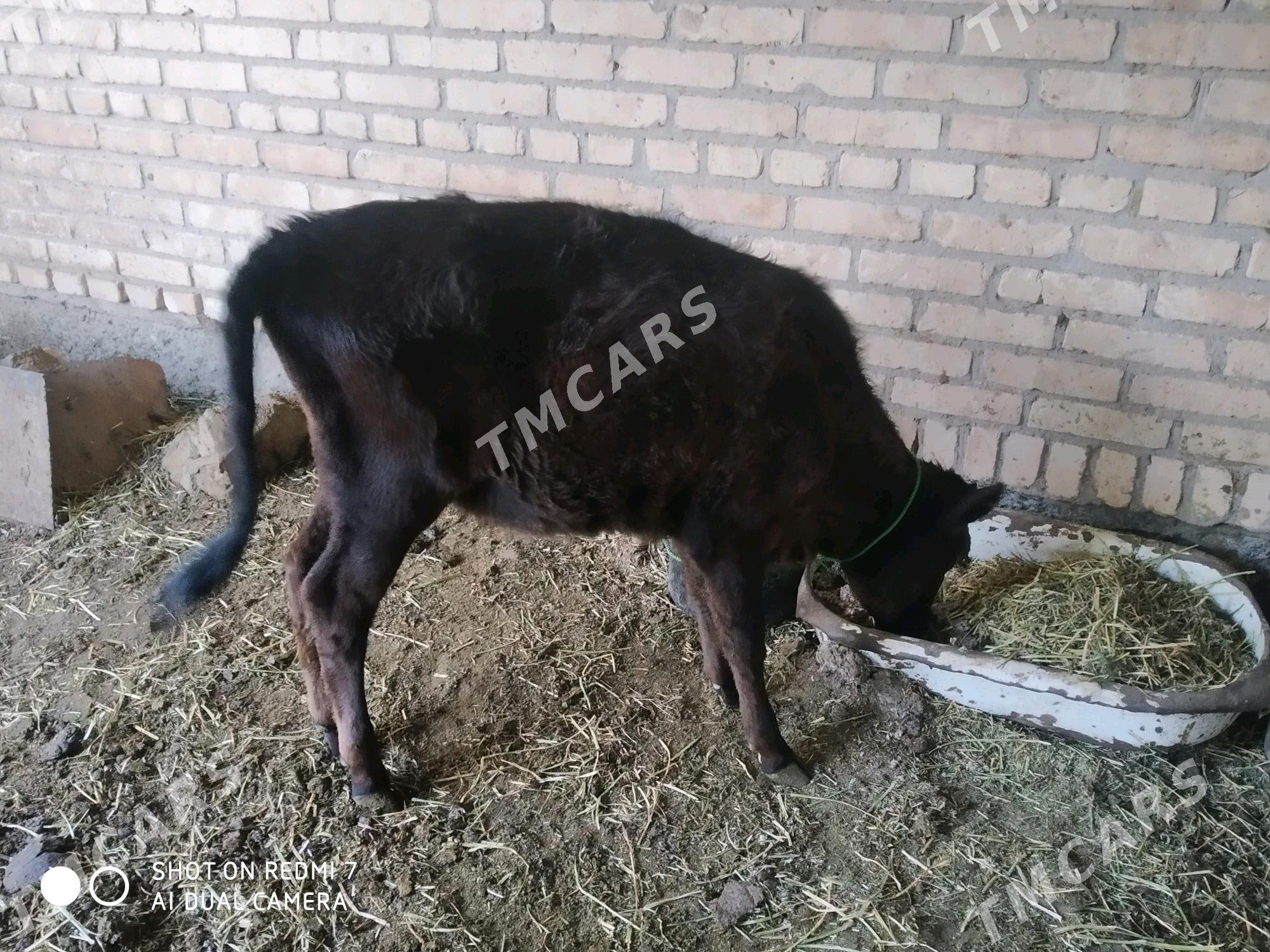 göle - Çärjew - img 1