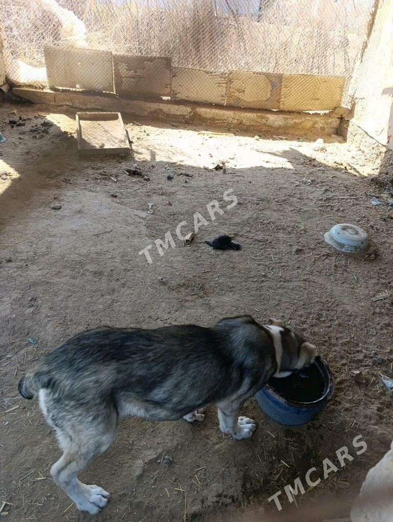 Gujuk - Murgap - img 3