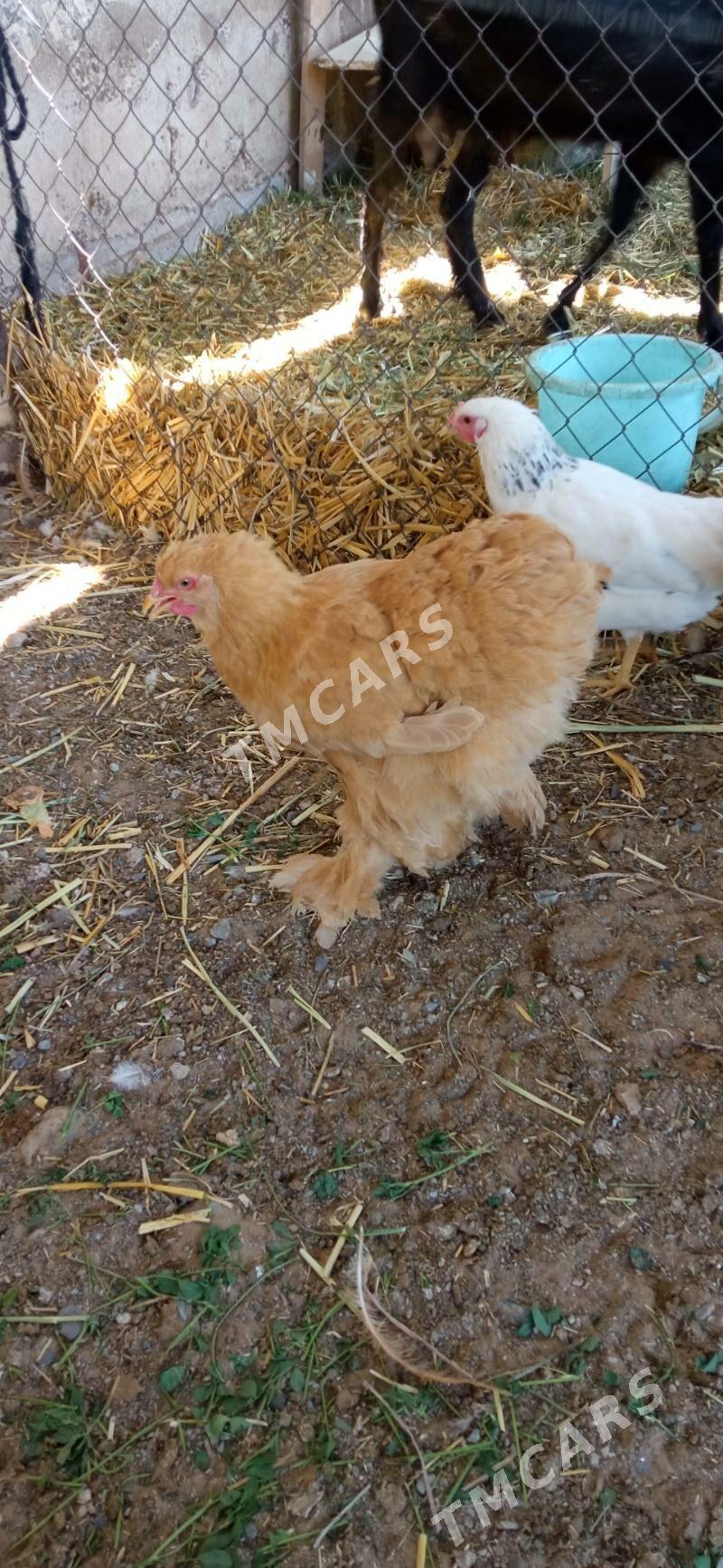 kokinhin - Aşgabat - img 2