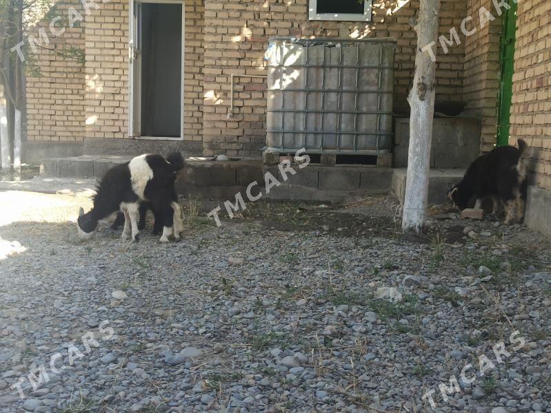 çewiş - Kaka - img 1
