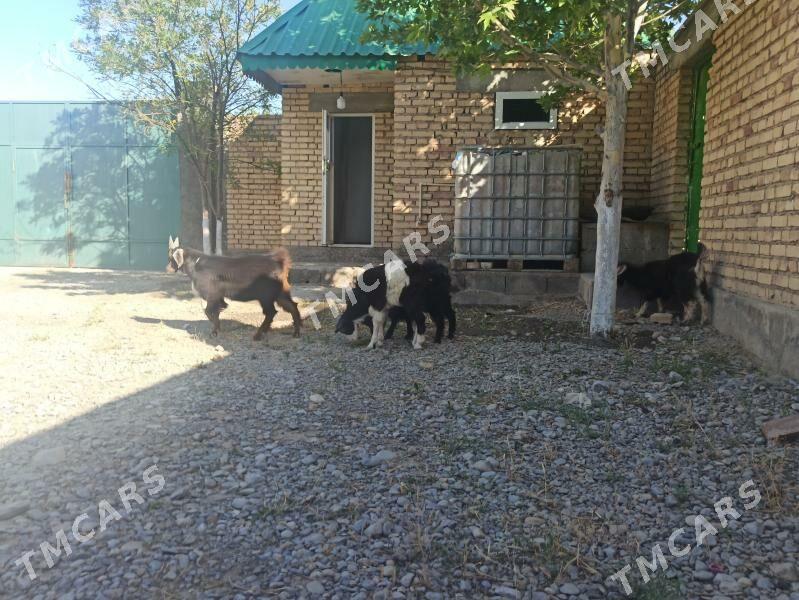 çewiş - Kaka - img 2