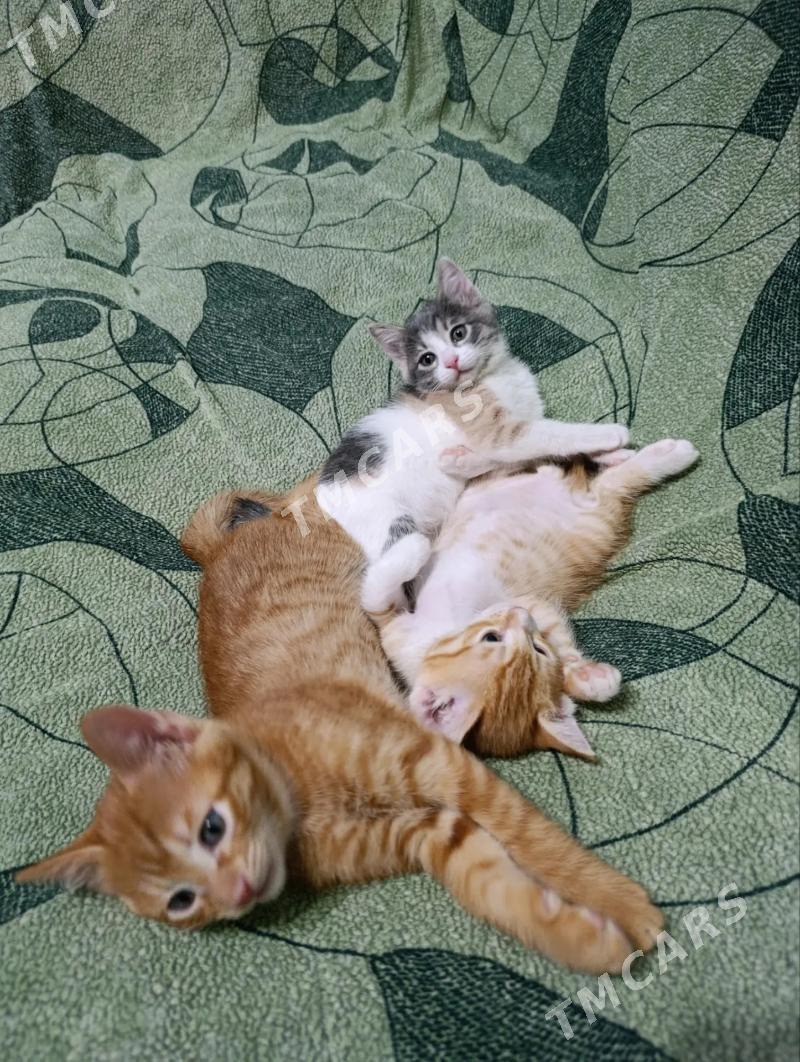 котята в добрые руки - Mary - img 2