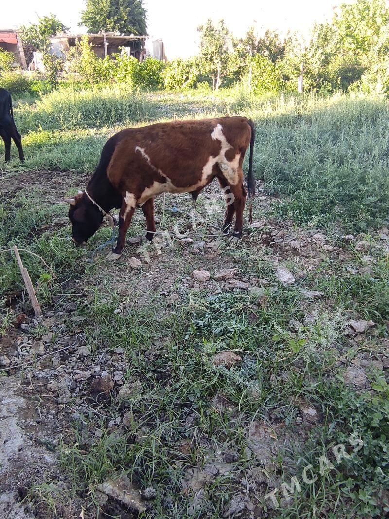 okuzler - Çärjew - img 3
