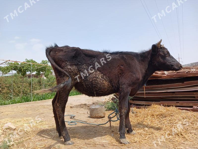çorny pyostra gunajyn - Türkmenabat - img 3