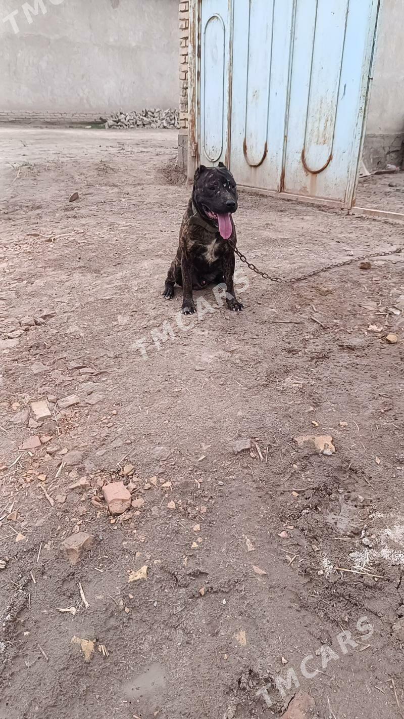 pitbull a - Daşoguz - img 3