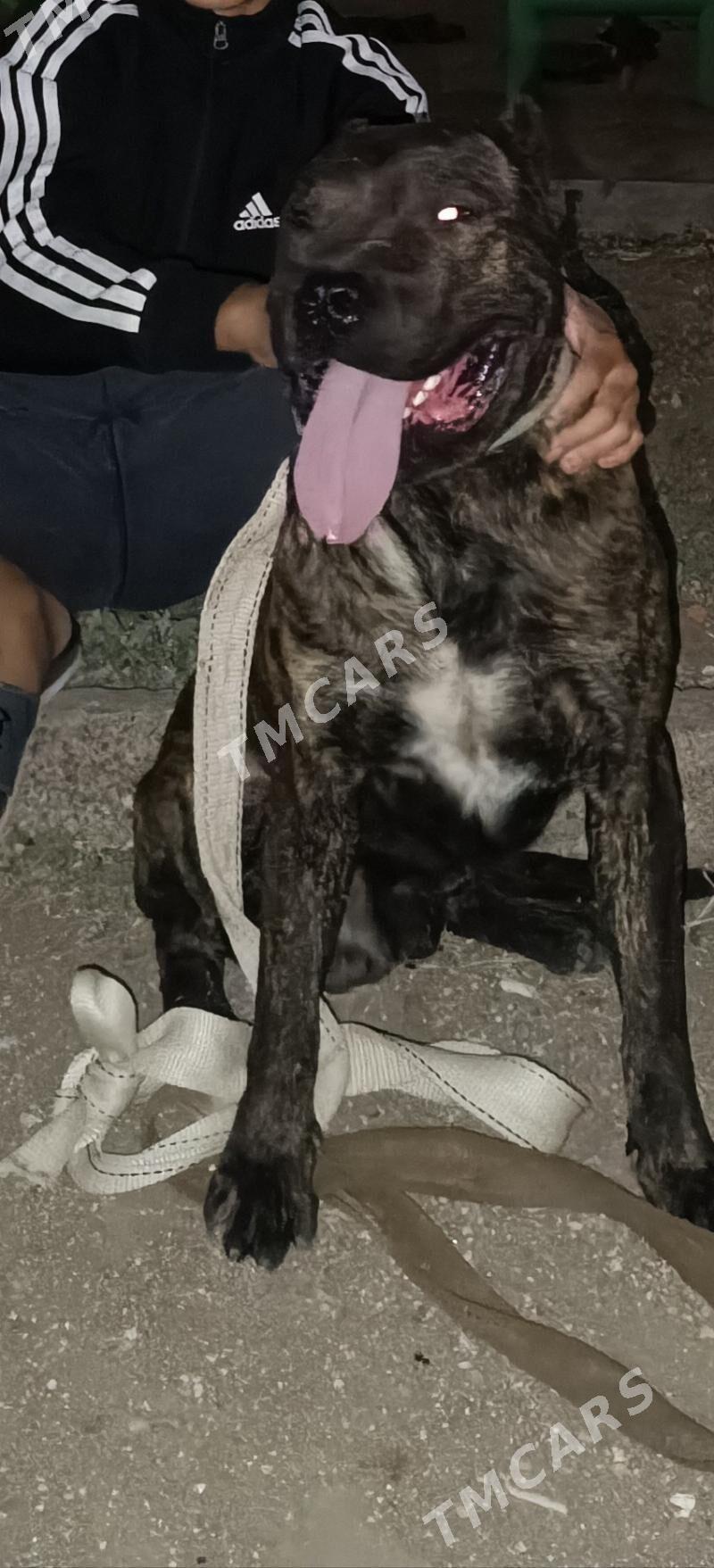 pitbull a - Daşoguz - img 2