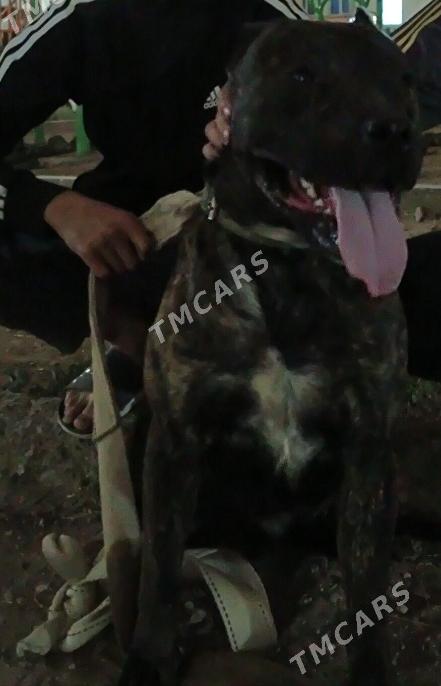 pitbull a - Daşoguz - img 1