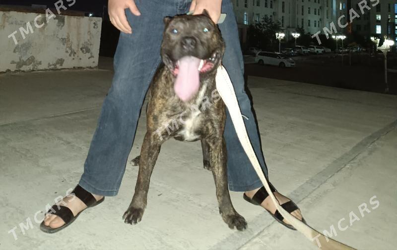 pitbull a - Daşoguz - img 4