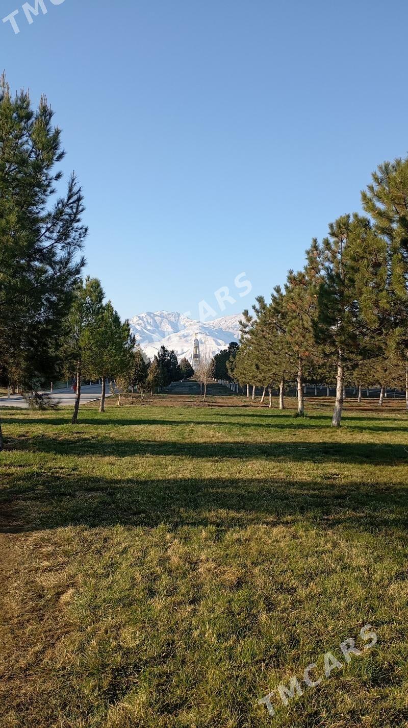 Mallar ucin iymlik ot - Aşgabat - img 1