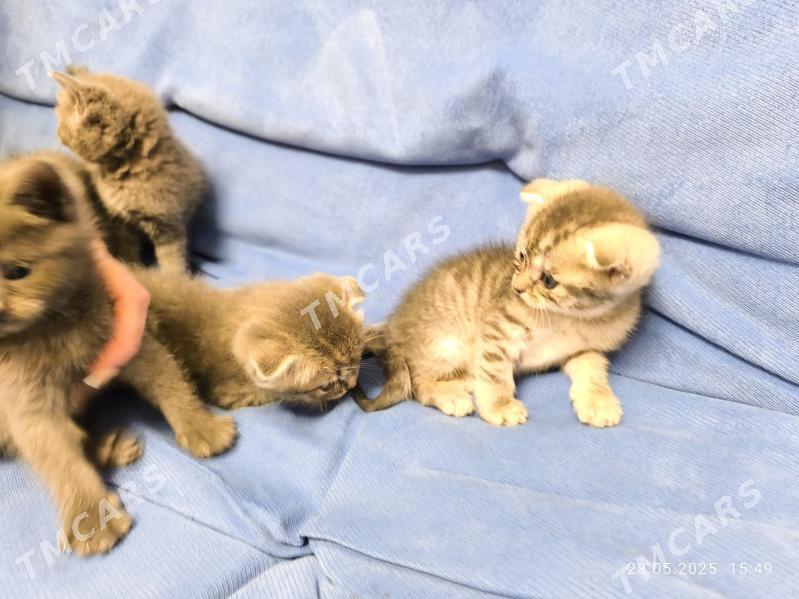 Шотландские Котята - Ашхабад - img 6