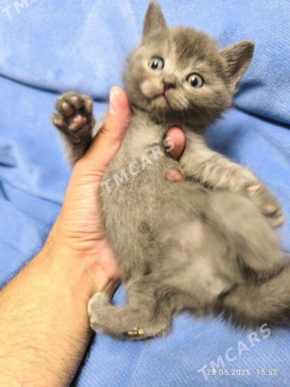 Шотландские Котята - Ашхабад - img 4