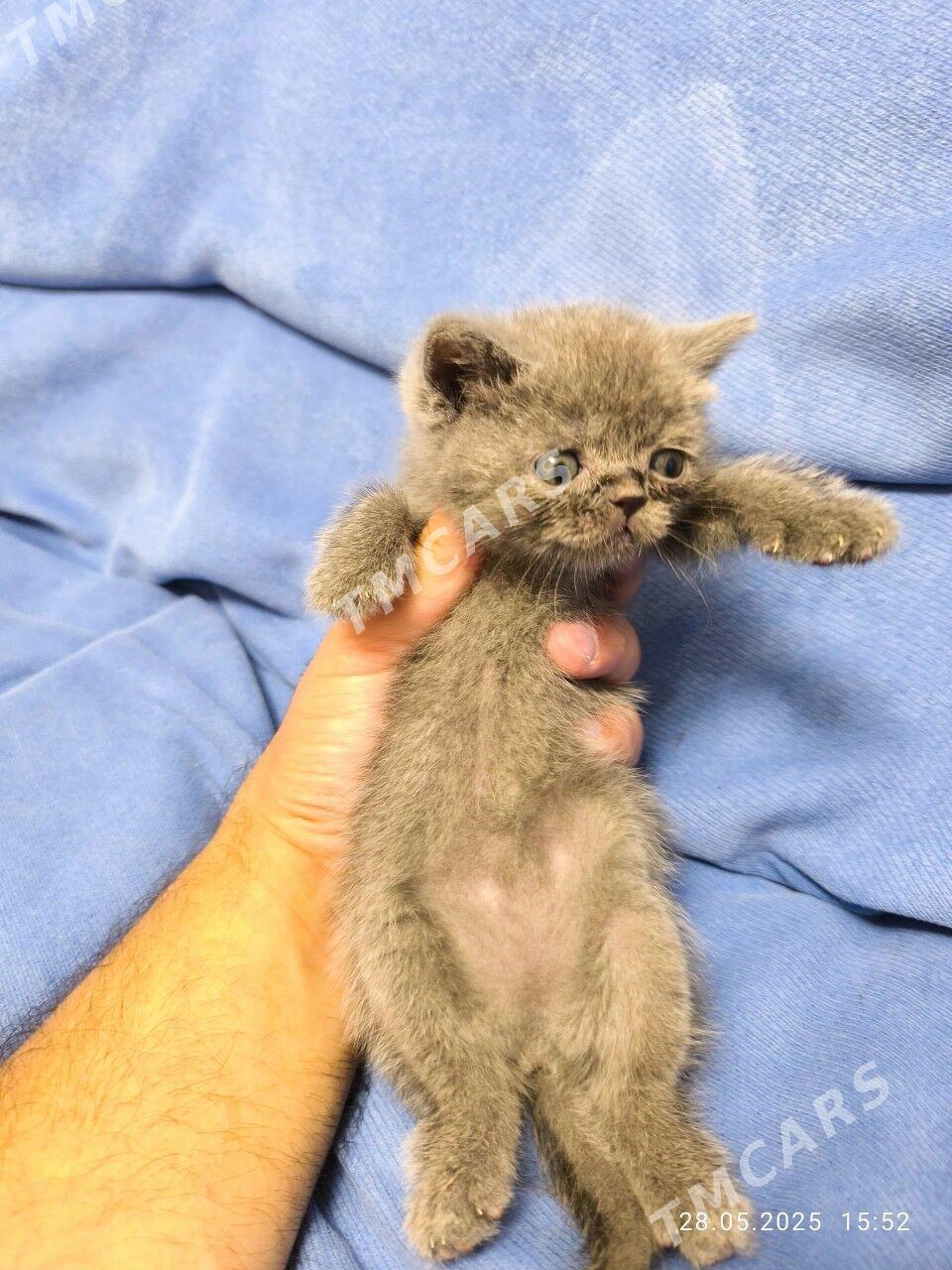 Шотландские Котята - Ашхабад - img 3
