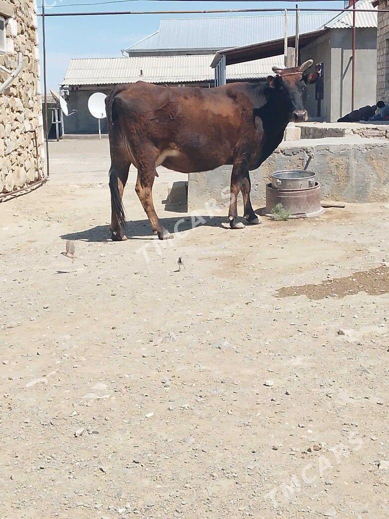 sygyr - Bereket - img 2