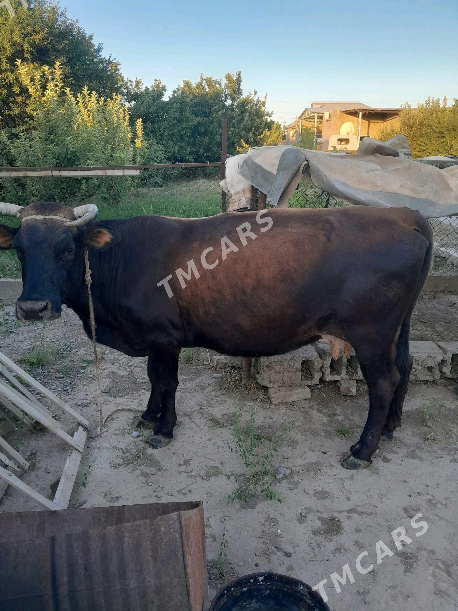 sygyr - Кака - img 1