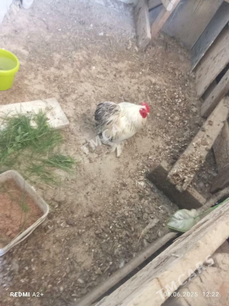 karlık horaz - Гёкдже - img 2