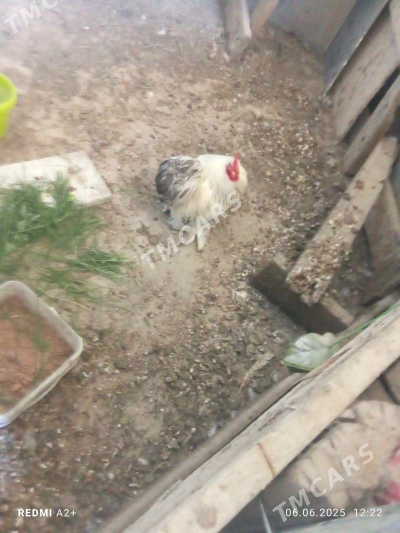 karlık horaz - Гёкдже - img 3