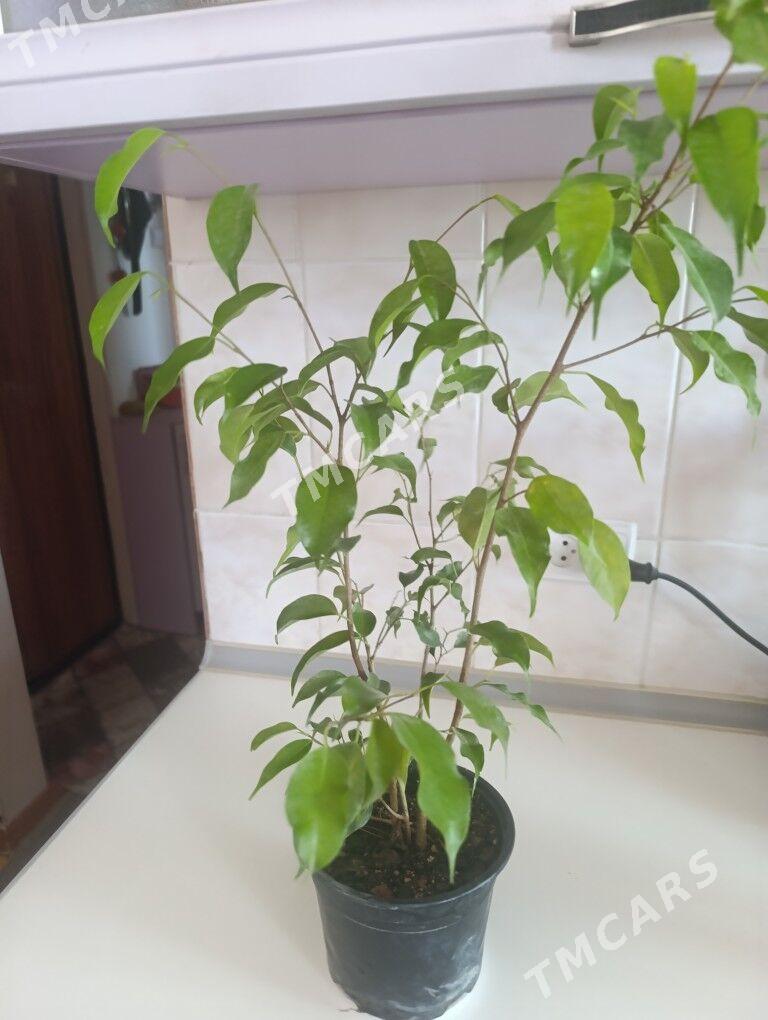 Фикус Бенжамина - 30 mkr - img 1
