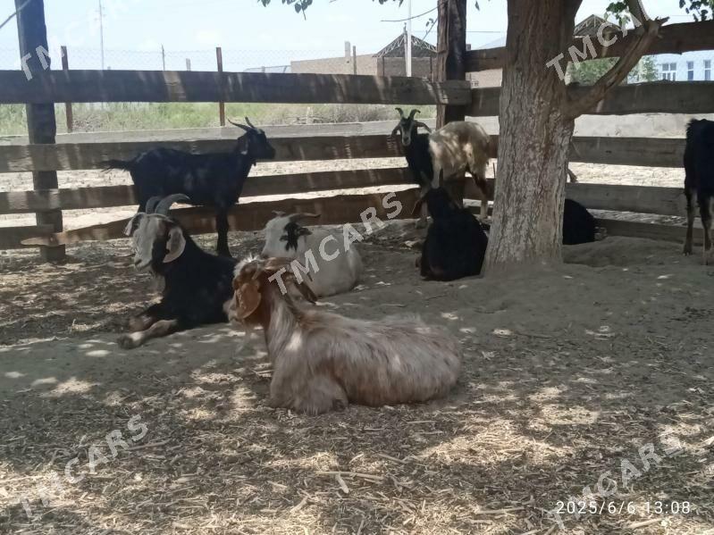 doğ erkeç - Бахарден - img 1