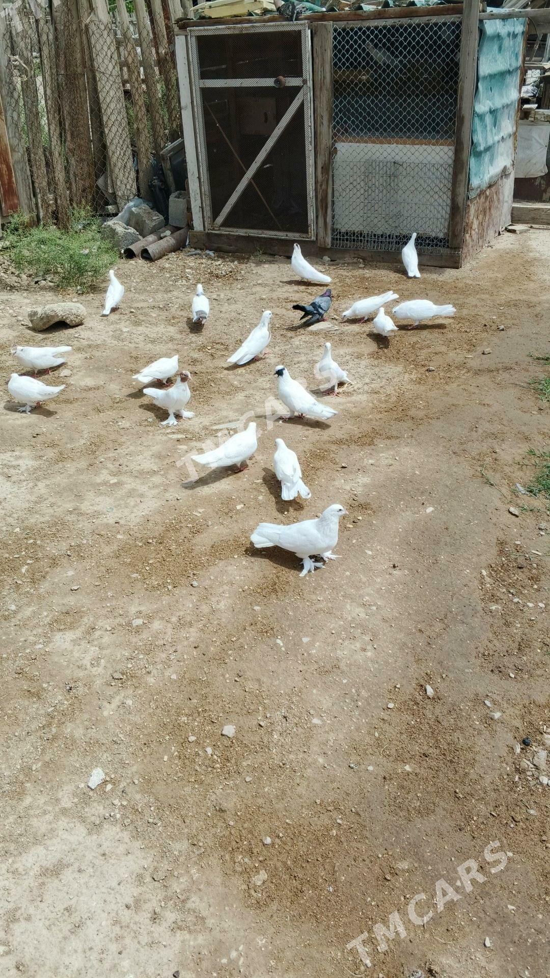kepderi - Balkanabat - img 1