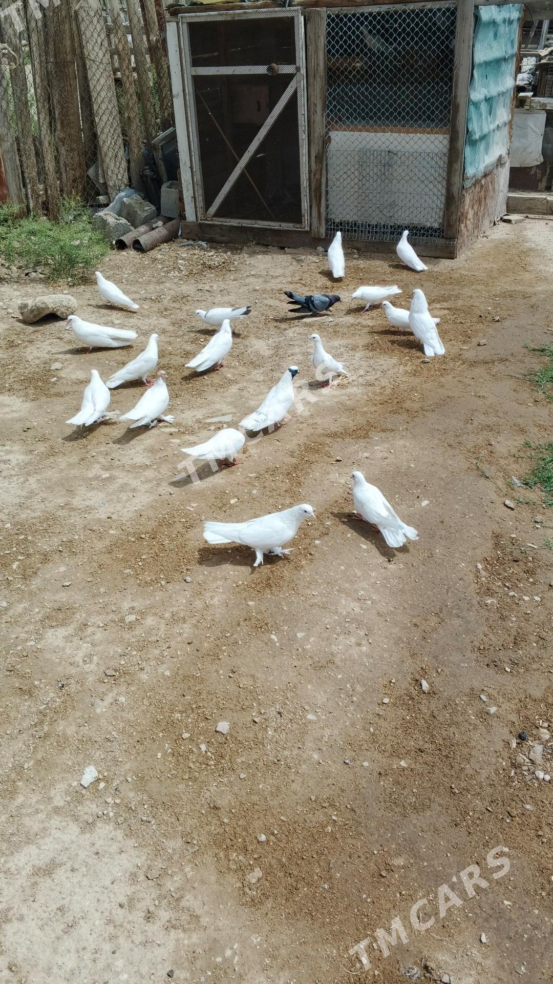 kepderi - Balkanabat - img 2