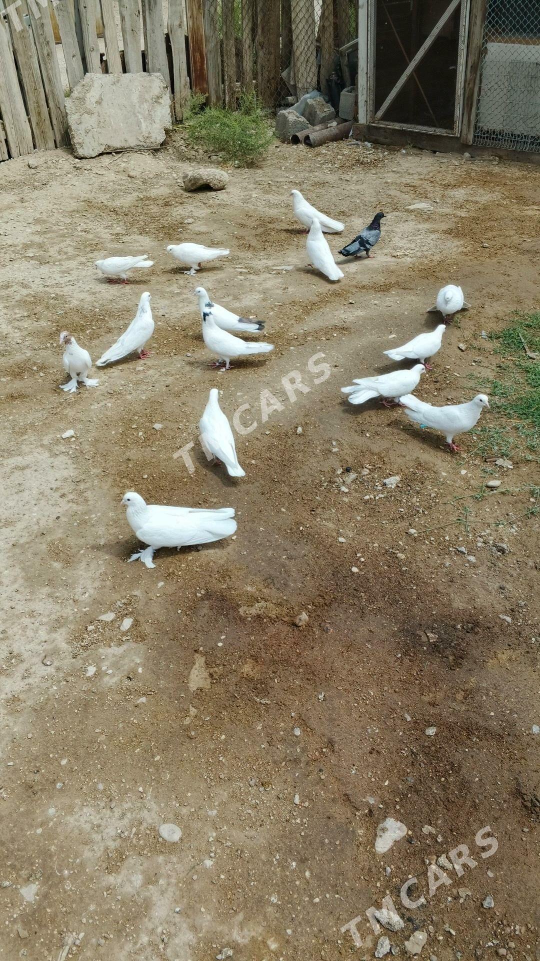 kepderi - Balkanabat - img 3