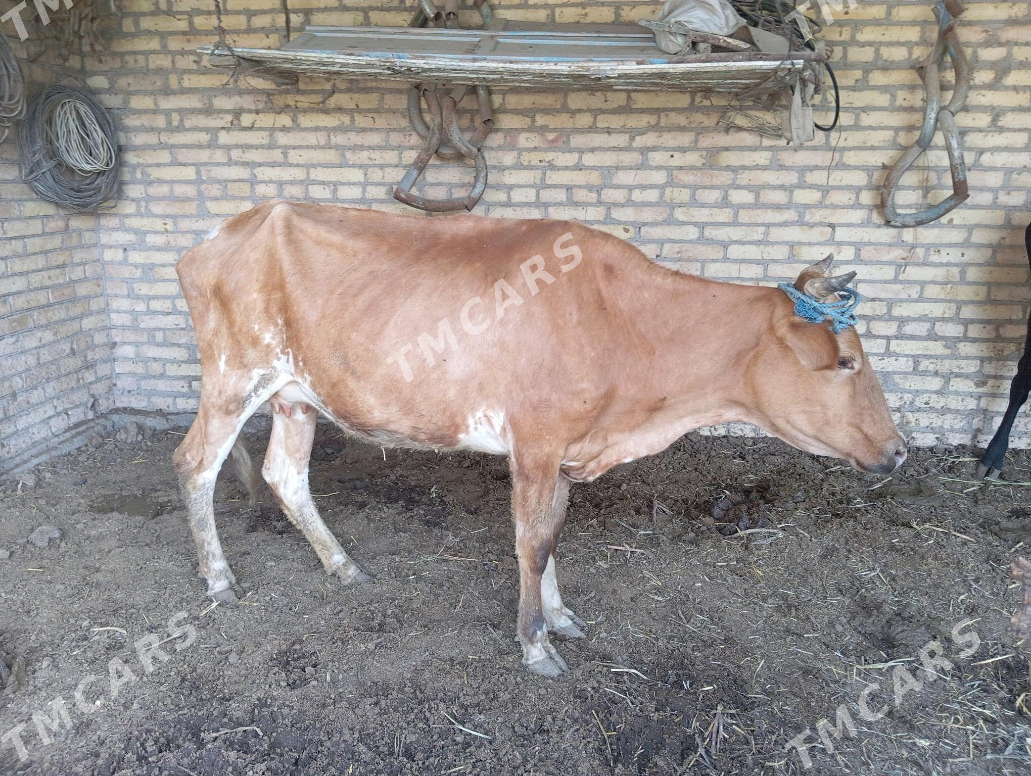 saglyk sygyr - Çärjew - img 3
