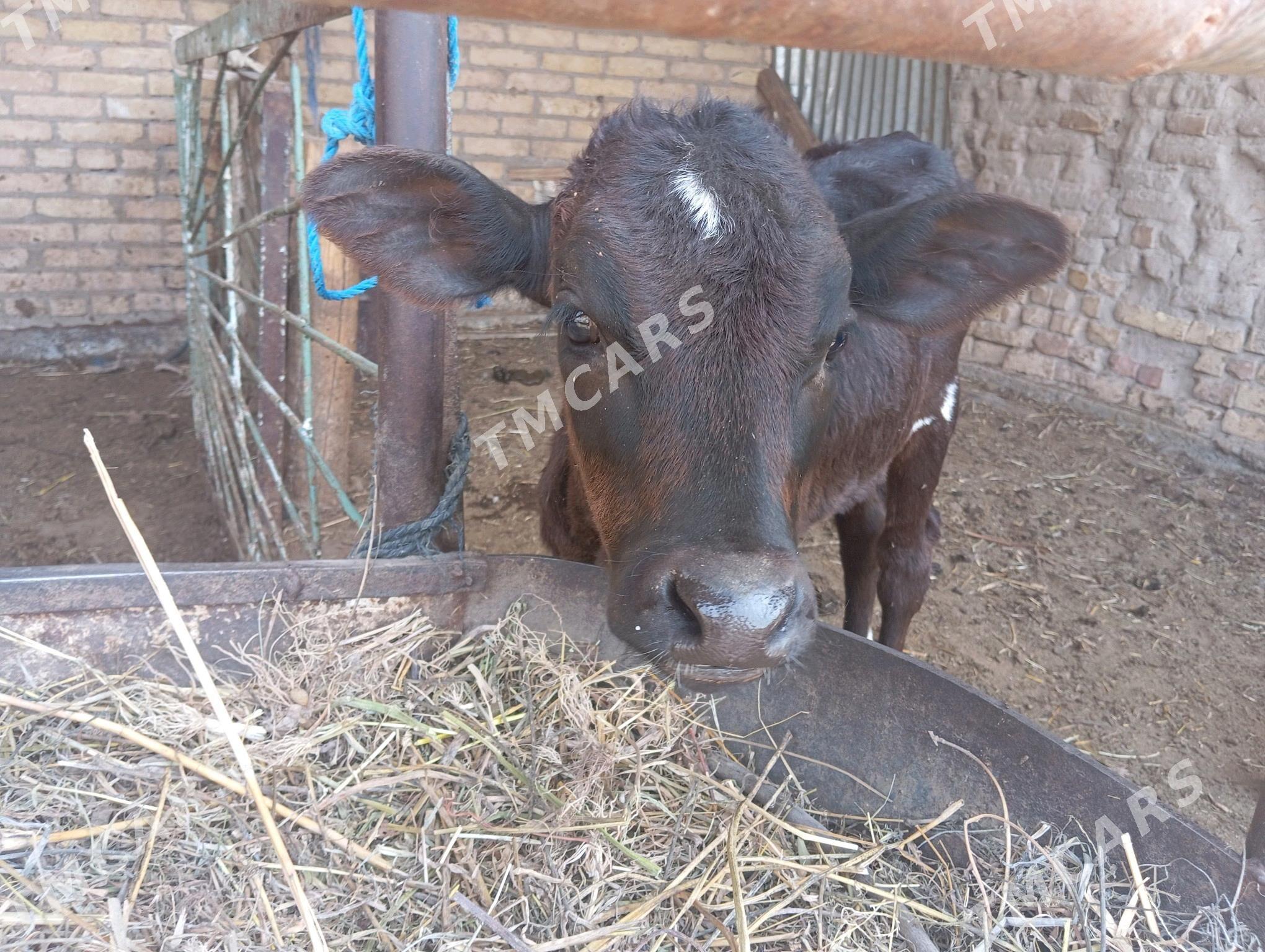 saglyk sygyr - Çärjew - img 2