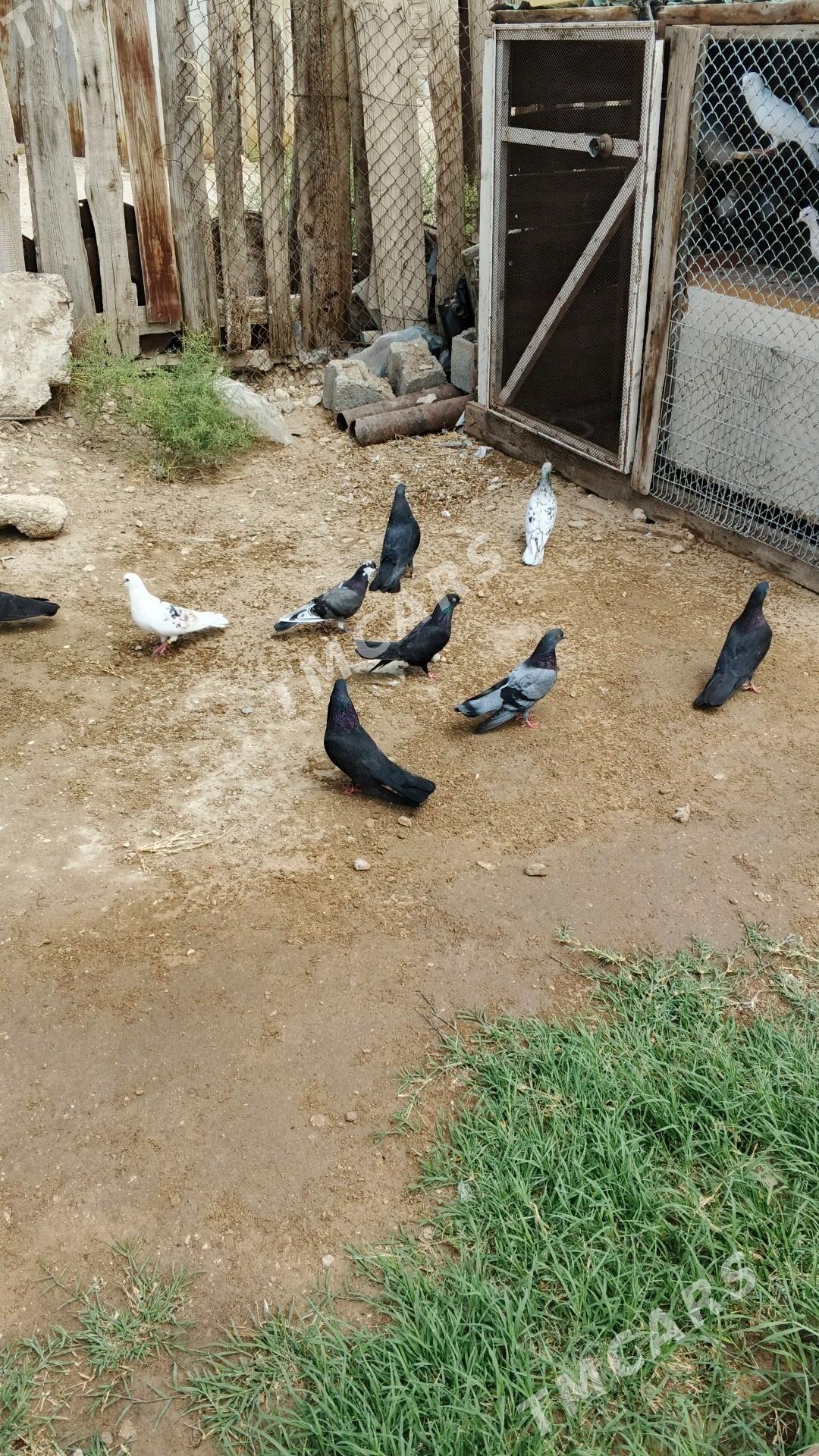 kepderi - Balkanabat - img 4