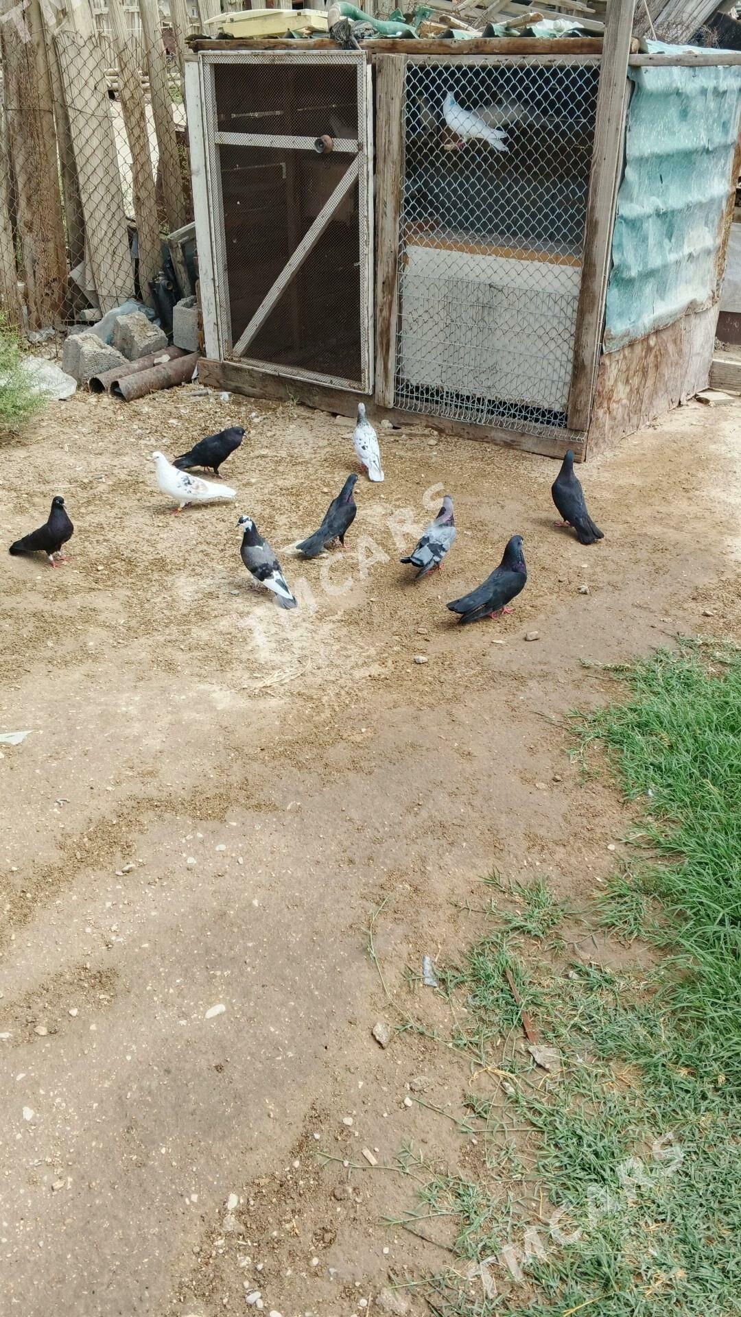 kepderi - Balkanabat - img 5