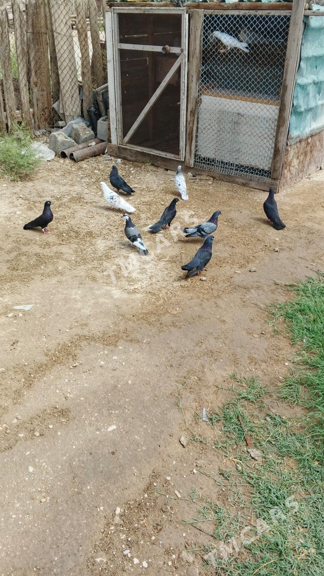 kepderi - Balkanabat - img 6