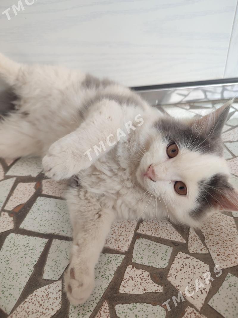 котёнок в добрые руки - Türkmenabat - img 3