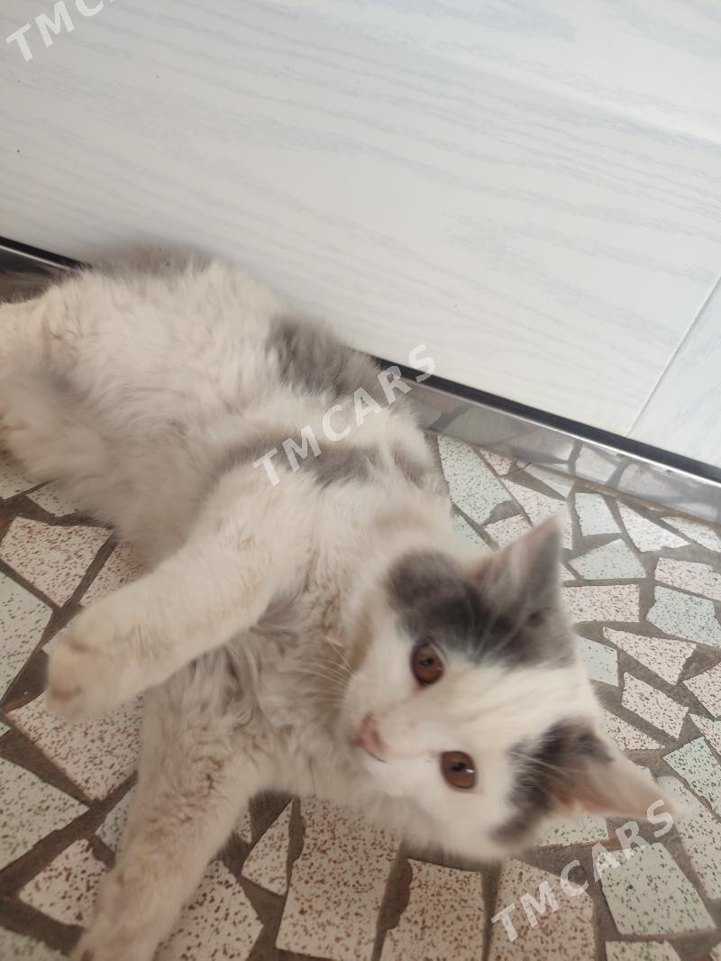 котёнок в добрые руки - Türkmenabat - img 2