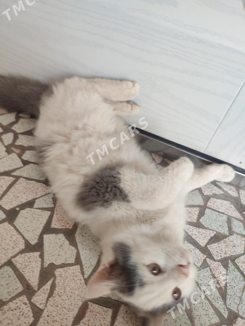 котёнок в добрые руки - Türkmenabat - img 1