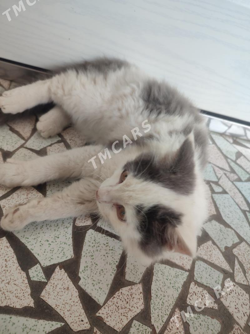 котёнок в добрые руки - Türkmenabat - img 4