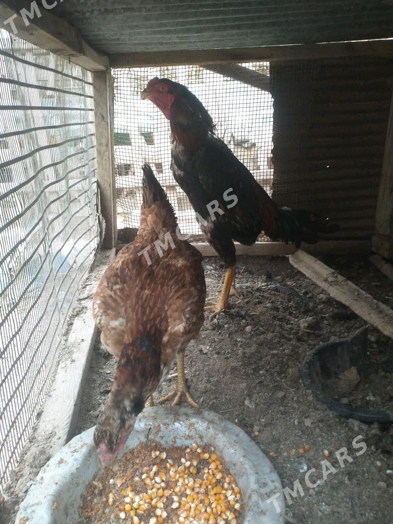 Baysy - Garabekewül - img 4