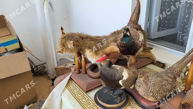 svenir - Aşgabat - img 2