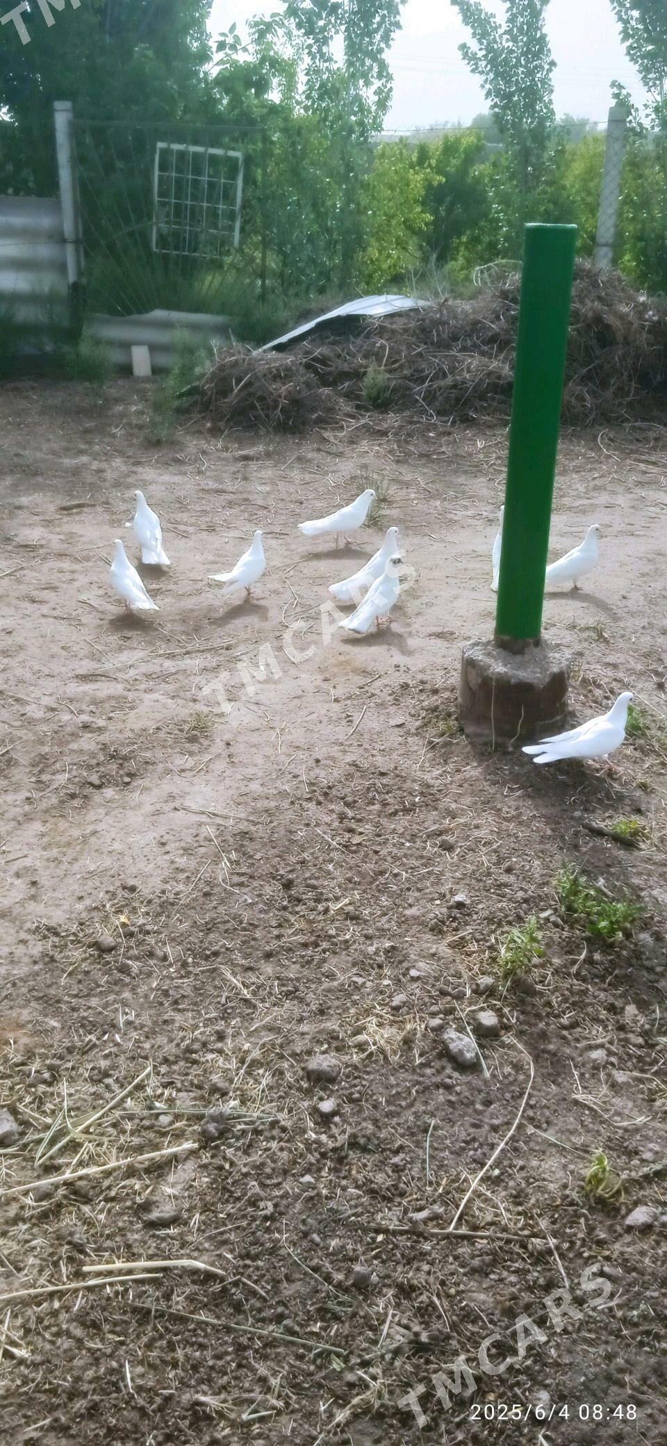 GIÑ GURUK KEPDERLER - Daşoguz - img 1