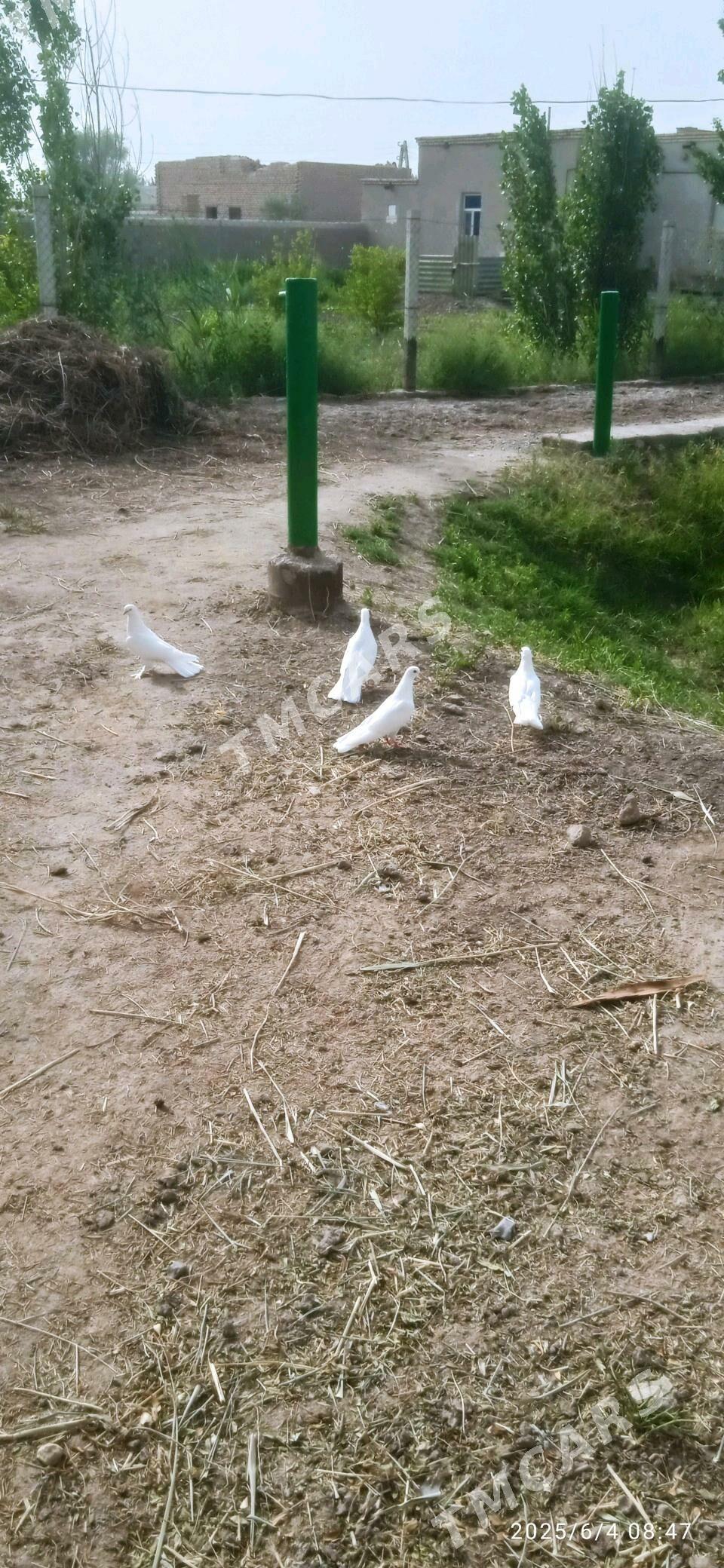 GIÑ GURUK KEPDERLER - Daşoguz - img 3
