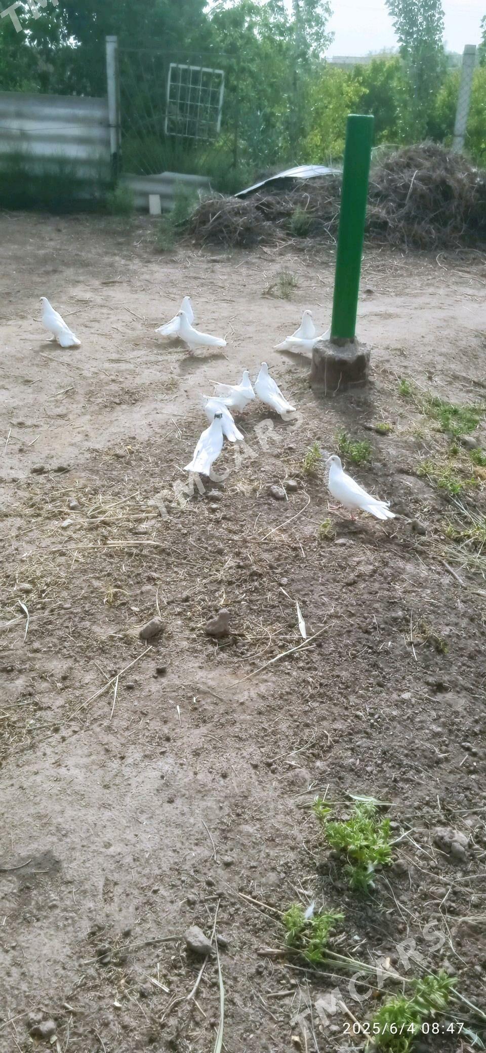 GIÑ GURUK KEPDERLER - Daşoguz - img 2